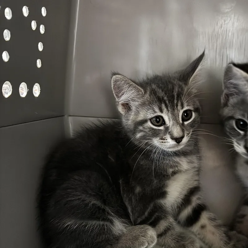 A baby medium-sized female Domestic Short Hair cat named Kallie for adoption in Honesdale, PA