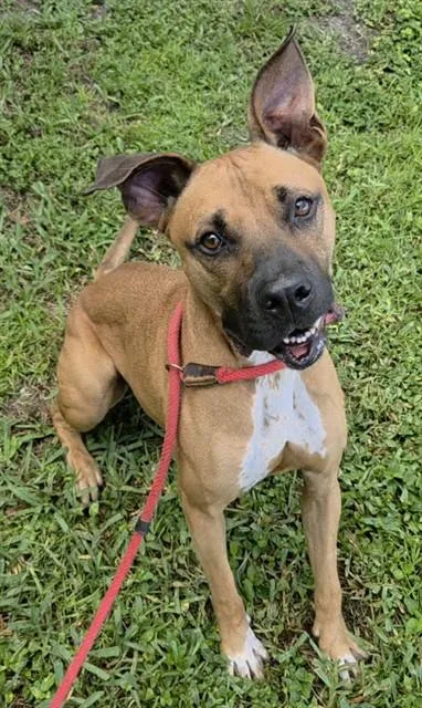 An adult large-sized male American Staffordshire Terrier dog named Elliott for adoption in Fort Lauderdale, FL