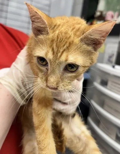 A baby small-sized male Domestic Short Hair cat named Jefferson for adoption in West Chester, PA