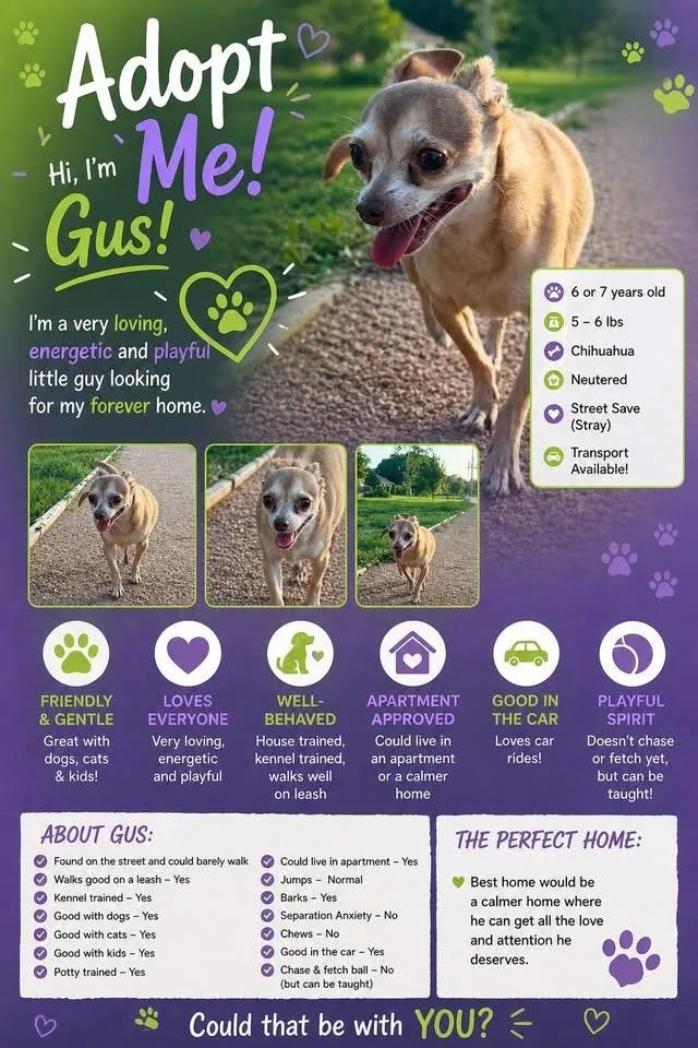 An adult small-sized male Apricot / Beige Chihuahua dog named Gus for adoption in San Antonio, TX