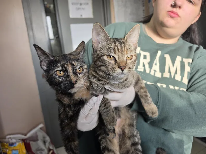 A baby small-sized female Domestic Short Hair cat named FrancesQ for adoption in Metamora, IL