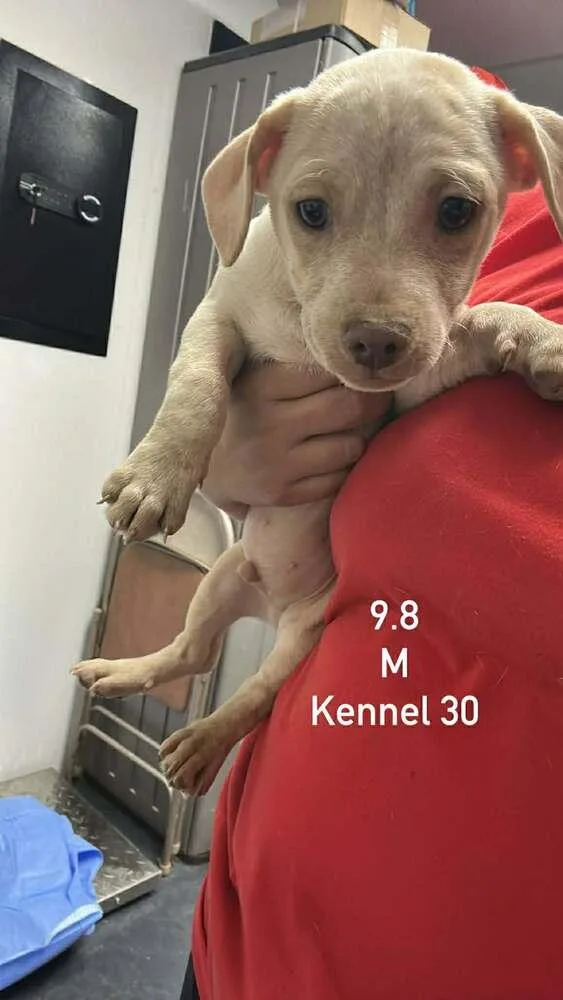 A baby small-sized male Dachshund dog named White Chocolate for adoption in Boulder, CO