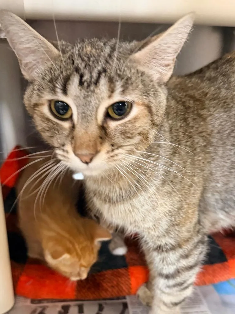 A young medium-sized female Domestic Short Hair cat named Hostess for adoption in Cincinnati, OH