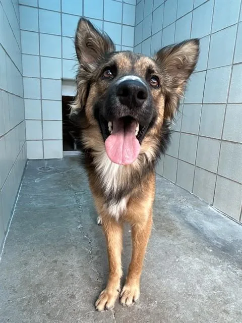 A young medium-sized male Collie dog named Axel for adoption in Corpus Christi, TX