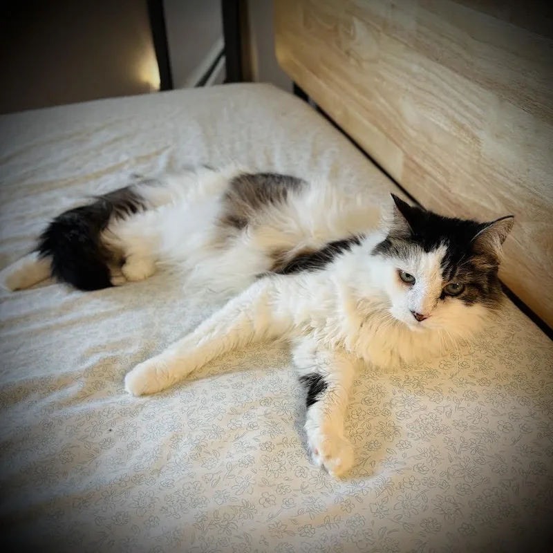 A senior large-sized male Tabby (Brown / Chocolate) Domestic Long Hair cat named Coda for adoption in Buffalo, NY