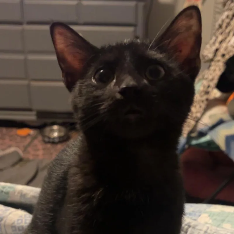 A young medium-sized male Black Domestic Short Hair cat named Blackie for adoption in York, PA