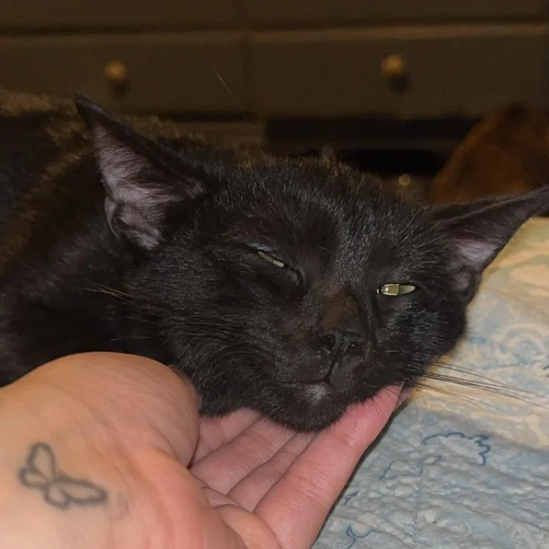 Blackie thumbnail 2
