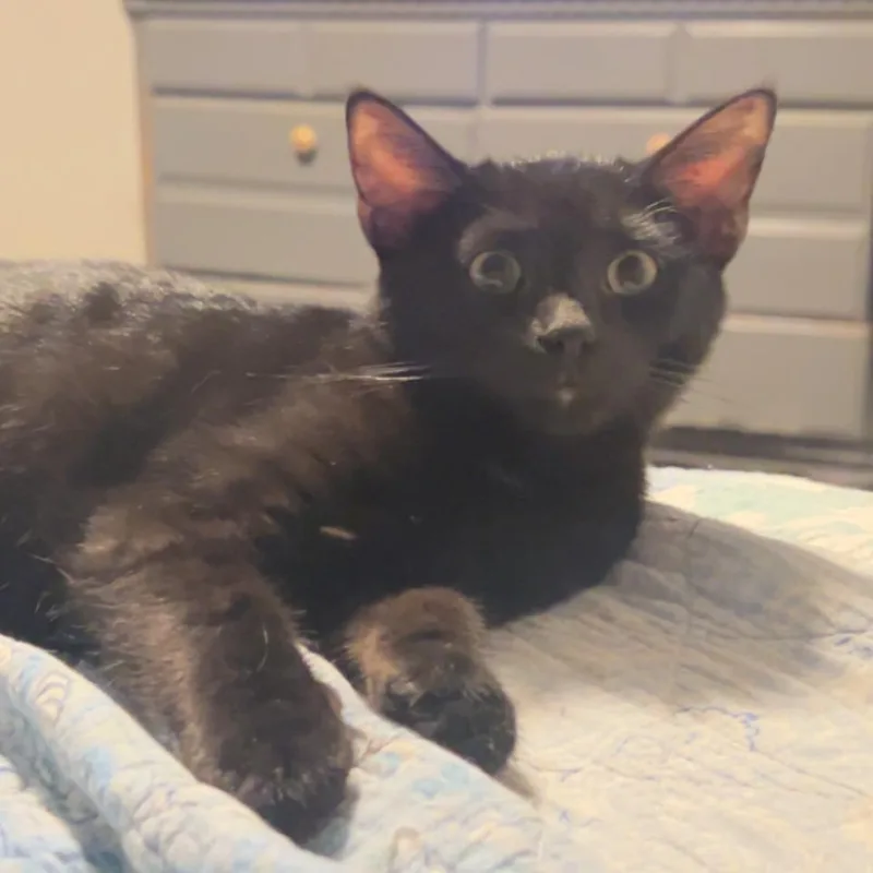 Blackie thumbnail 3