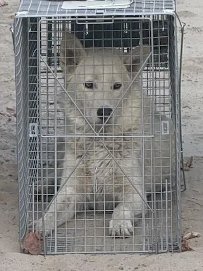 A baby large-sized male Husky dog named Mr Wilde for adoption in Fresno, CA