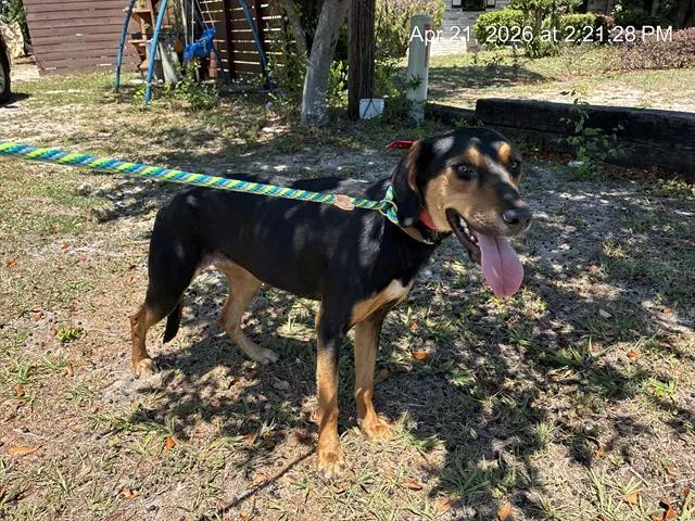 A young large-sized female Treeing Walker Coonhound dog named Penny for adoption in Ocala, FL