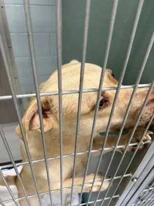An adult large-sized male Labrador Retriever dog named Astro for adoption in Cumming, GA