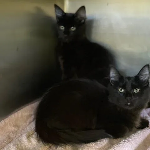 A baby medium-sized male Black Domestic Medium Hair cat named Freddie for adoption in Dayton, OH