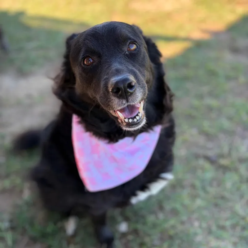 An adult medium-sized female Border Collie dog named Jazzy for adoption in Enterprise, AL