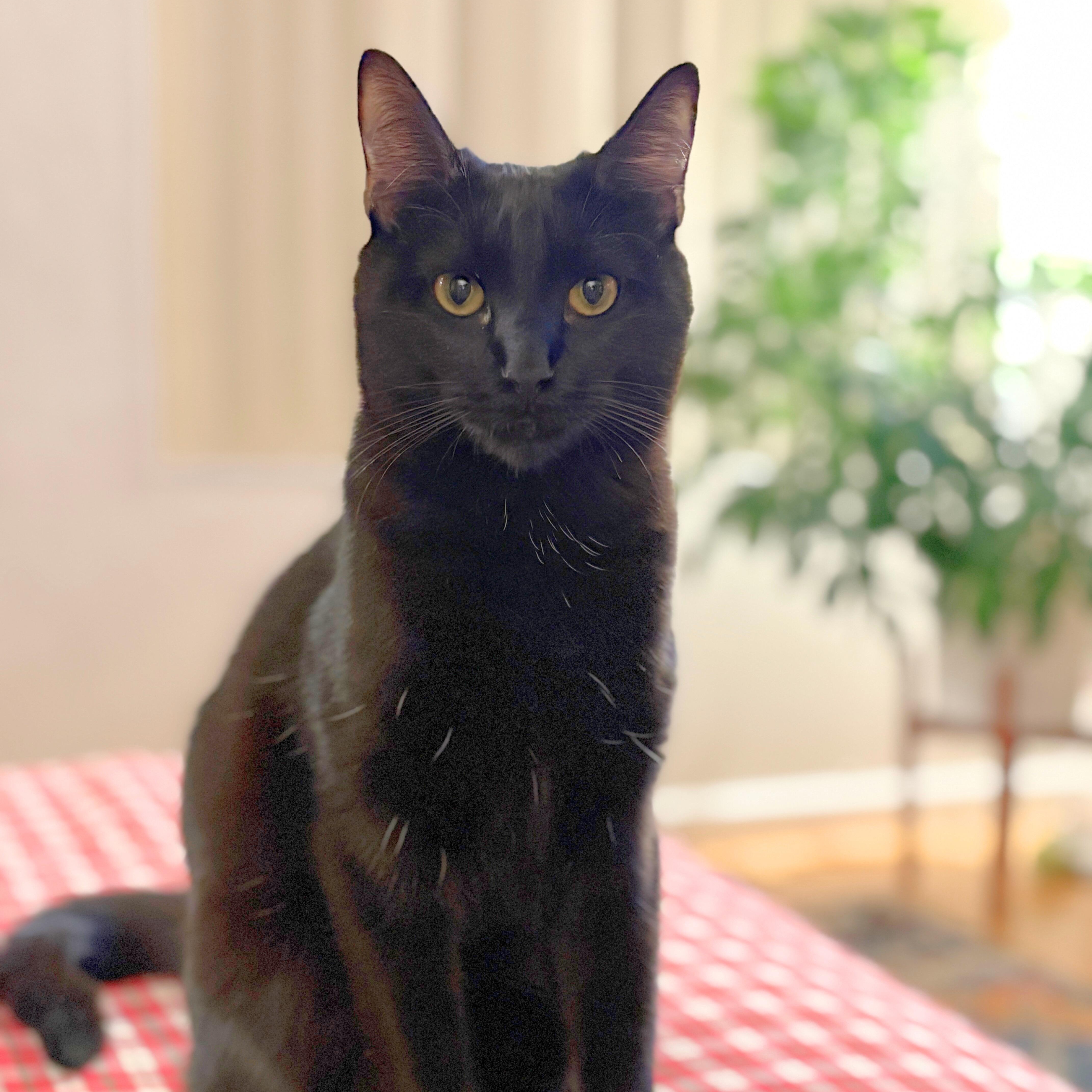 A baby small-sized female Black Domestic Short Hair cat named Poppy for adoption in Benicia, CA