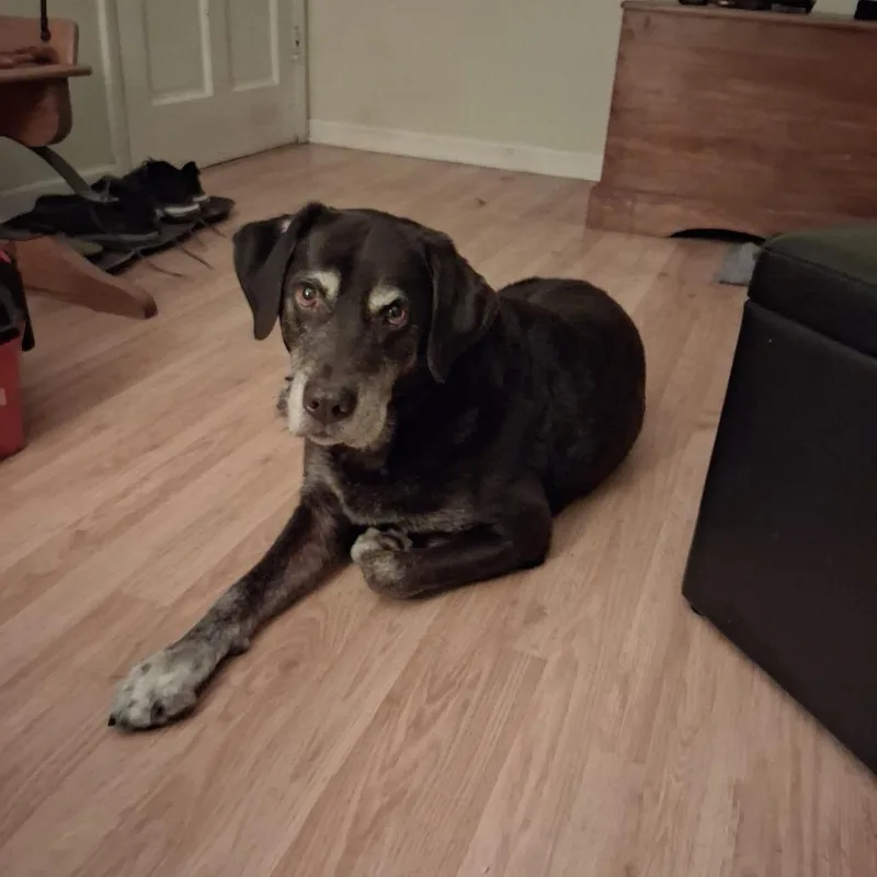 A senior small-sized male Brown / Chocolate Chocolate Labrador Retriever dog named Ranger for adoption in Lynchburg, VA