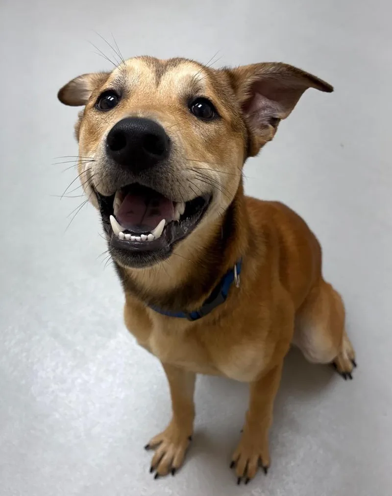 A young medium-sized male Shepherd dog named Xylon Bo for adoption in Greeneville, TN
