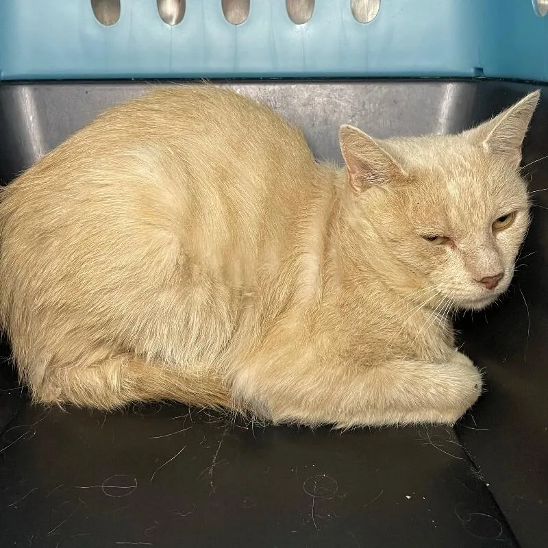 An adult medium-sized male Domestic Short Hair cat named Buffer for adoption in Roanoke, VA
