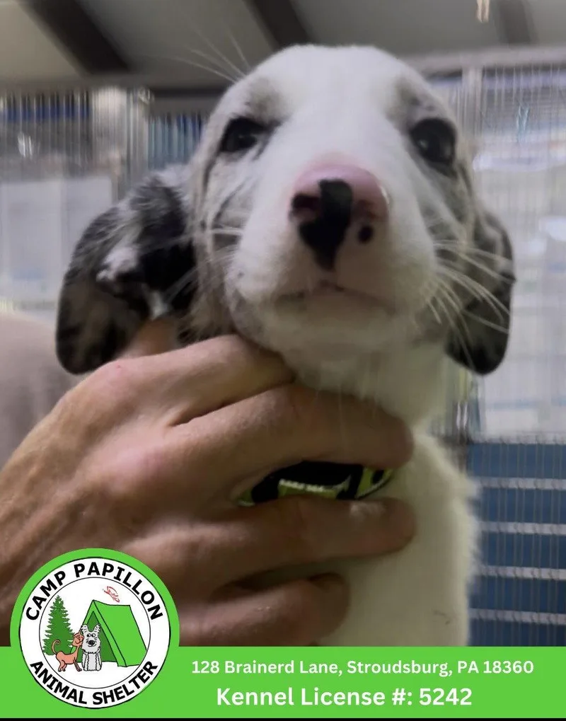 A baby medium-sized male Border Collie dog named Spotty for adoption in Stroudsburg, PA