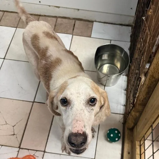 An adult medium-sized male White / Cream Coonhound dog named Cameron for adoption in North Myrtle Beach, SC