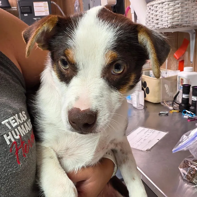 A young small-sized female Brown / Chocolate Mixed Breed dog named Theodosia for adoption in Leander, TX