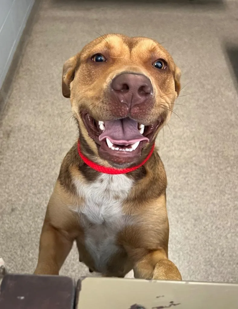 A young medium-sized female Pit Bull Terrier dog named Denali for adoption in Troy, OH