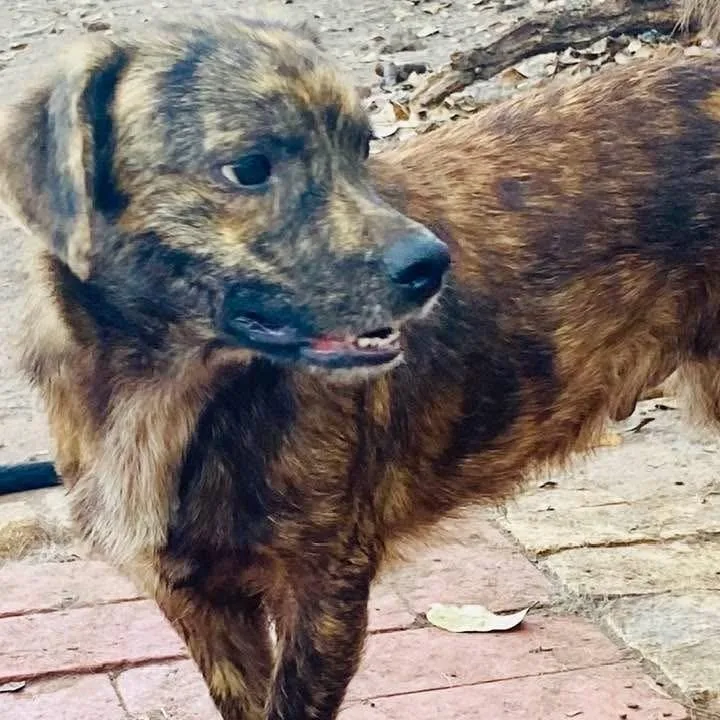 Gerard Pc thumbnail 3