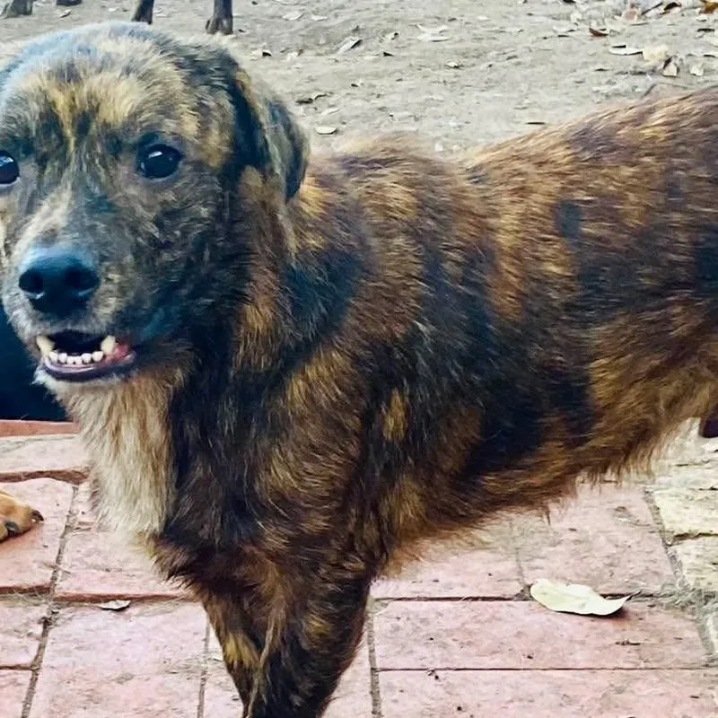 Gerard Pc thumbnail 4