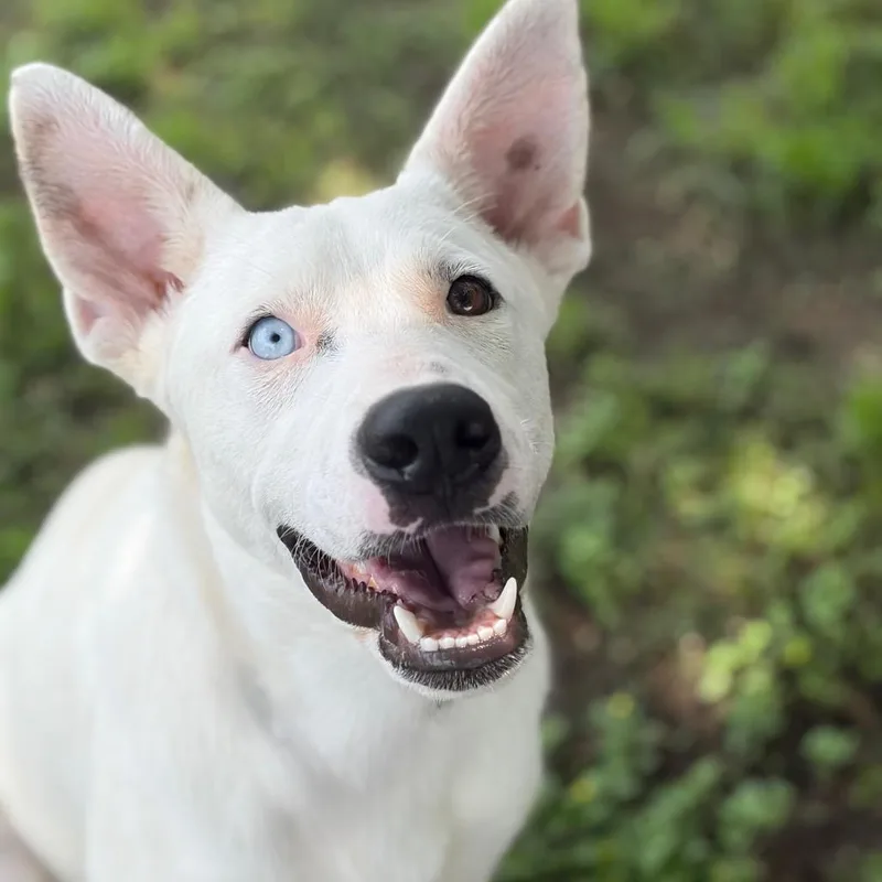 A young medium-sized male White / Cream Great Pyrenees dog named Asher for adoption in Bastrop, TX