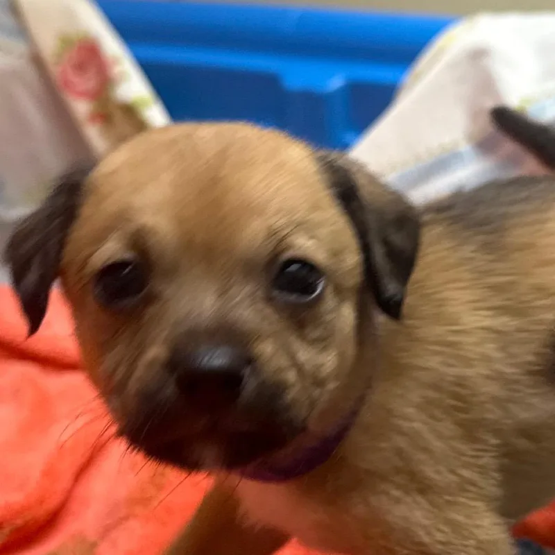 A baby small-sized female Yellow / Tan / Blond / Fawn Mixed Breed dog named Coffee for adoption in Winston Salem, NC