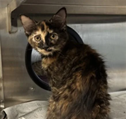 A baby medium-sized female Tortoiseshell cat named Sierra A for adoption in Plano, TX
