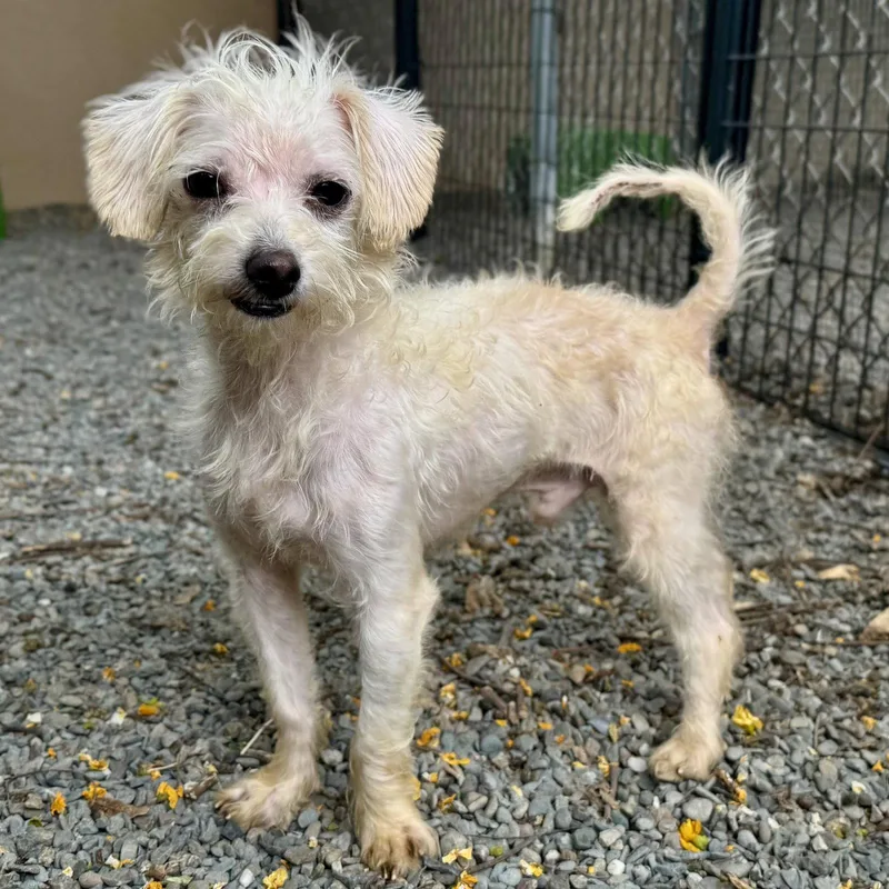 A young small-sized male Terrier dog named Poncho for adoption in Oakland, CA