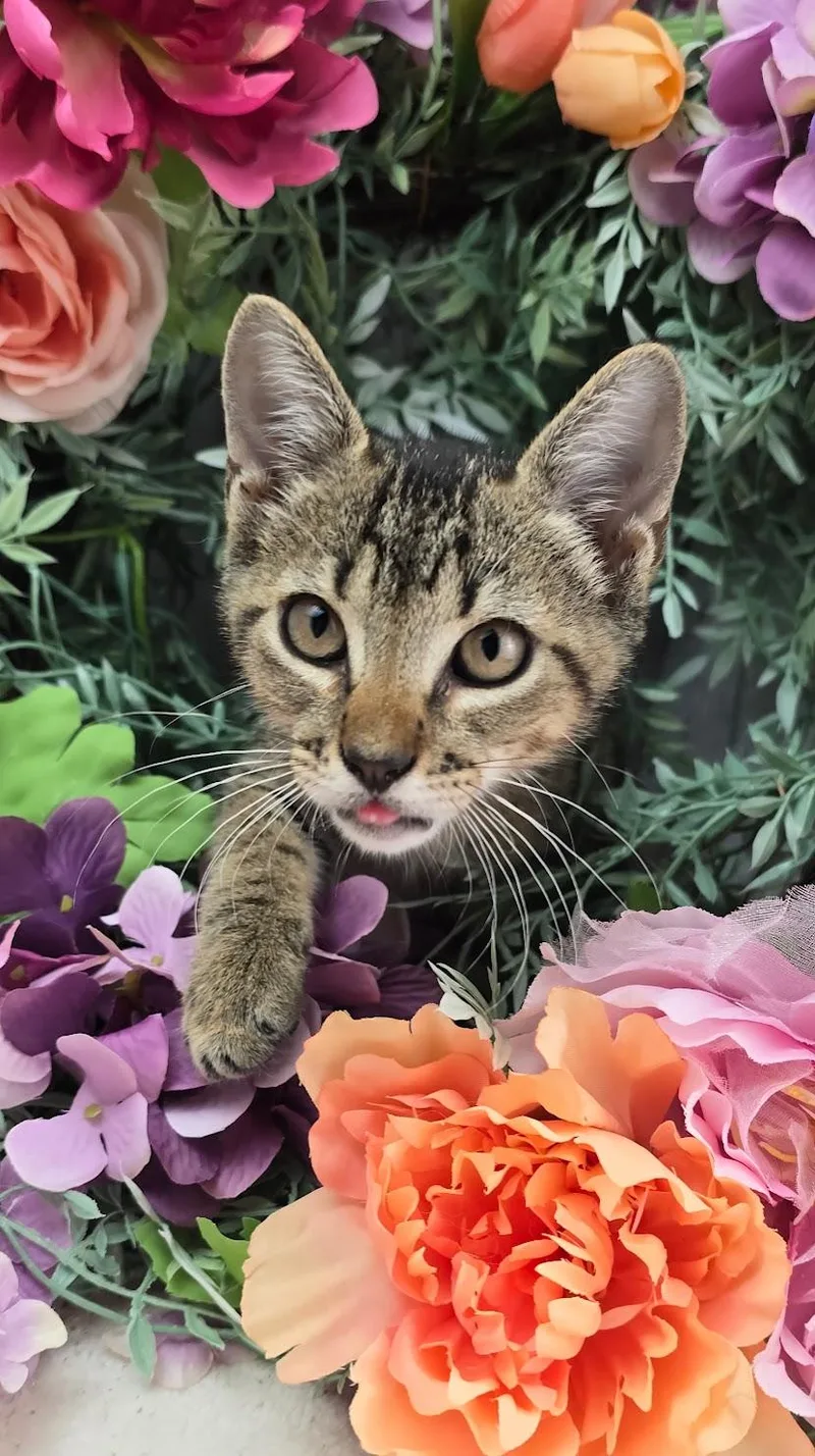 A baby small-sized male Tabby (Brown / Chocolate) Domestic Short Hair cat named Fig  The Fearless for adoption in Ocean Springs, MS