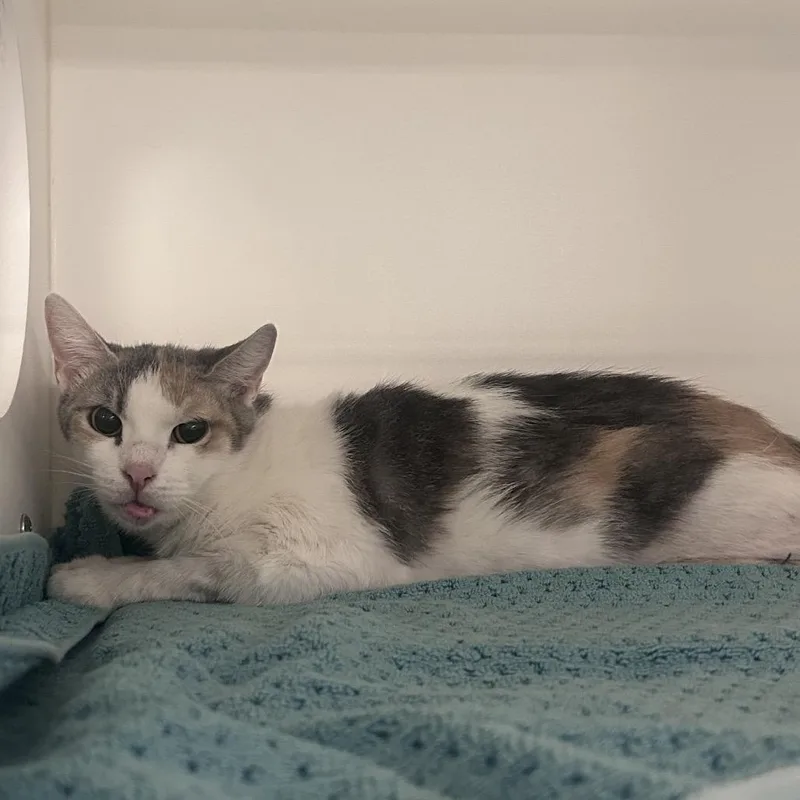 An adult medium-sized female Brown / Chocolate Domestic Short Hair cat named Petushia for adoption in Philadelphia, PA