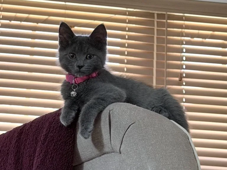 A baby small-sized female Domestic Short Hair cat named Mira for adoption in Philadelphia, PA