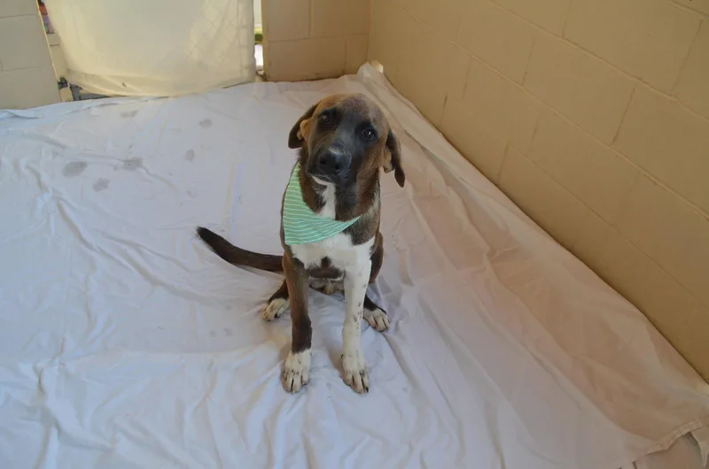 A baby extra large-sized male Great Pyrenees dog named Clutch for adoption in McKinney, TX