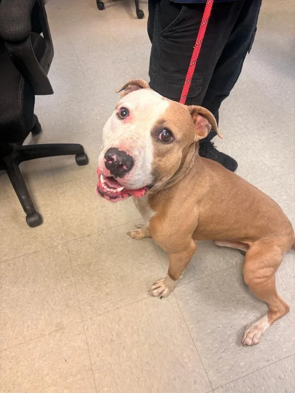 A young medium-sized male Apricot / Beige Pit Bull Terrier dog named Leo for adoption in Medina, OH