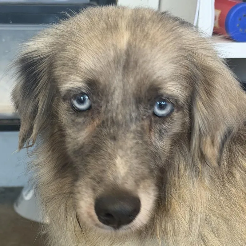 An adult small-sized female Gray / Blue / Silver Mixed Breed dog named Cora for adoption in Leander, TX