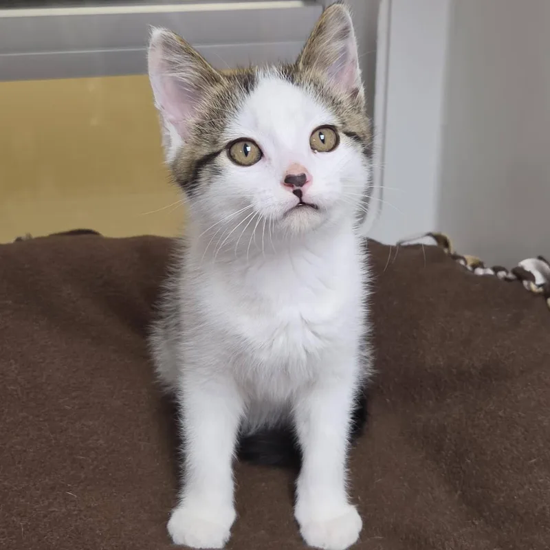 A baby medium-sized male Tabby (Gray / Blue / Silver) Domestic Short Hair cat named Bacon King for adoption in Marshfield, WI