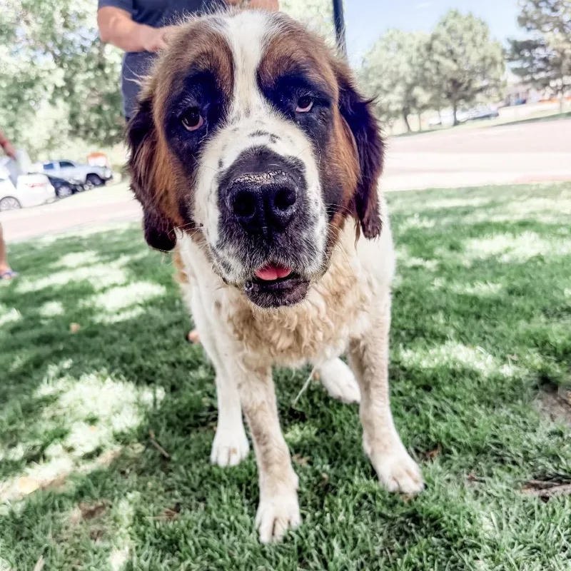 An adult large-sized female Saint Bernard dog named Bettie for adoption in Parker, CO