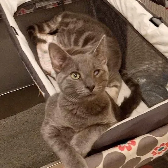 A baby medium-sized male Domestic Short Hair cat named Caesar Coming In for adoption in Clifton, NJ