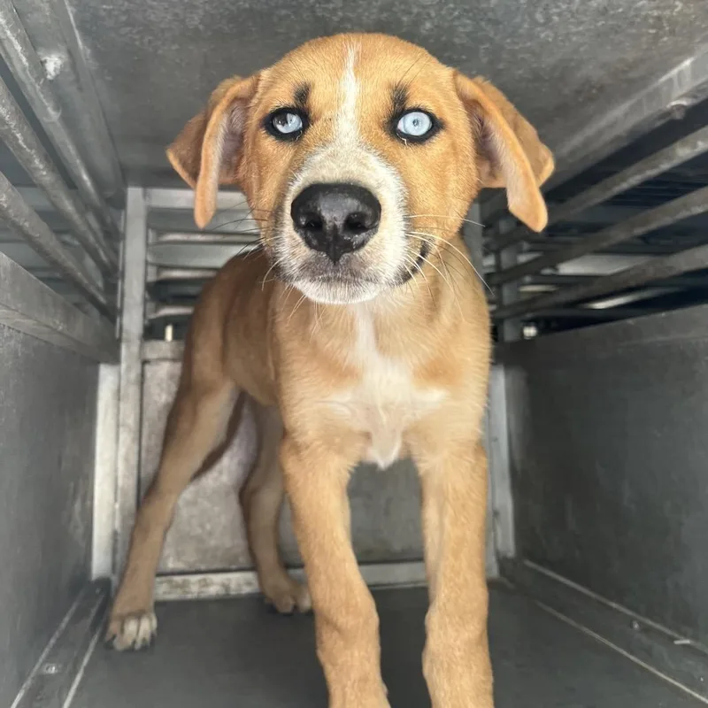 A baby medium-sized female Shepherd dog named Kimchi for adoption in Edinburg, TX