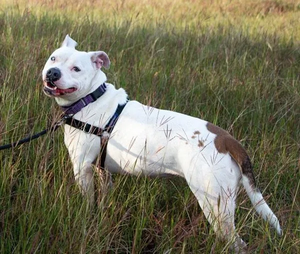 Sapphire thumbnail 4