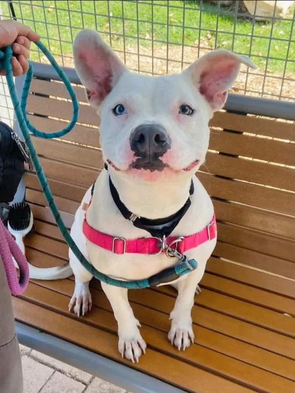 Sapphire thumbnail 5