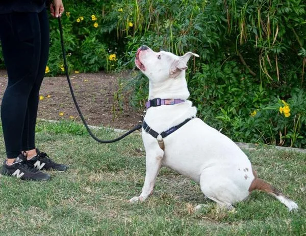 Sapphire thumbnail 6