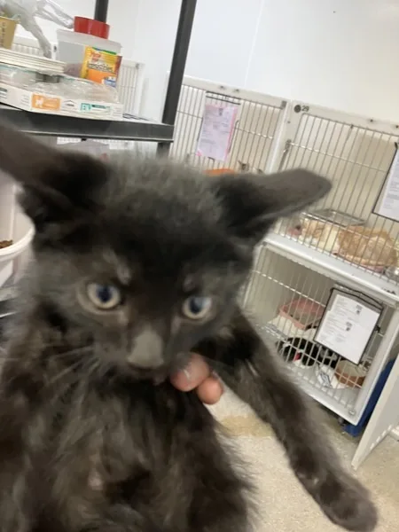 A baby medium-sized male Domestic Medium Hair cat named Midnight for adoption in Napa, CA