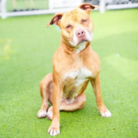 An adult large-sized female Pit Bull Terrier dog named Honey for adoption in Camarillo, CA