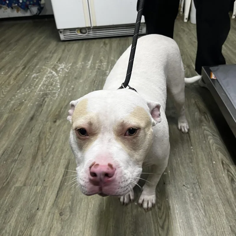 A baby medium-sized male White / Cream Mixed Breed dog named Louie for adoption in Summerville, SC