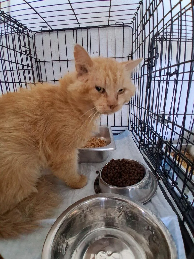 A young large-sized male Domestic Medium Hair cat named Mickey for adoption in Brownwood, TX