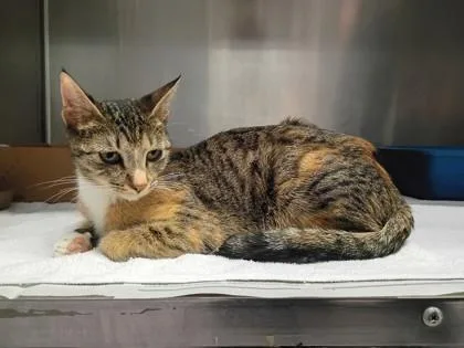 An adult medium-sized female Domestic Short Hair cat named Sycamore for adoption in West Chester, PA