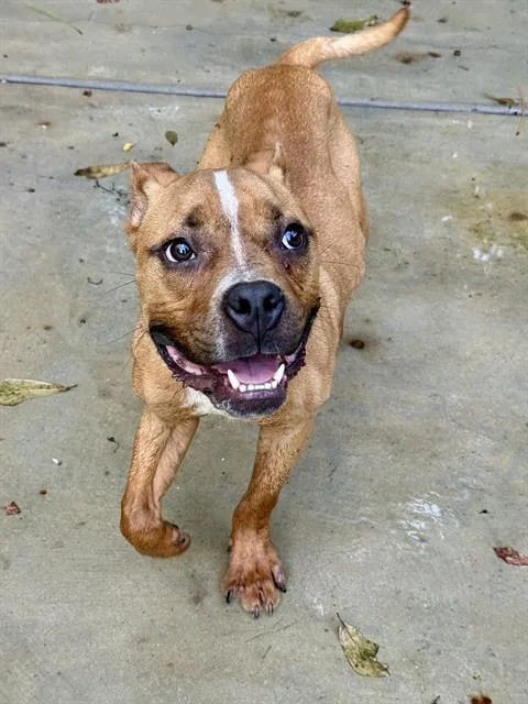 A young medium-sized male Mixed Breed dog named Fizzgig for adoption in Fort Walton Beach, FL
